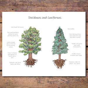 May include: An illustrated chart comparing deciduous and coniferous trees. The chart shows a deciduous tree with broad, flat leaves that change color in the fall and a coniferous tree with needles that stay green year-round. The chart also includes examples of each type of tree.