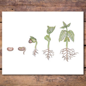 Poster Bean Plant Development: afdrukbare botanische kunst aan de muur, homeschooldecor, afdruk van zaadkieming