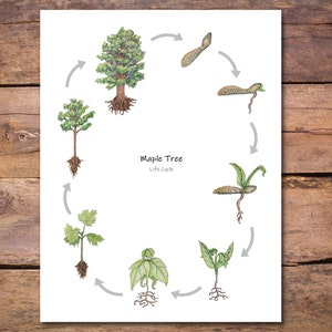 Maple Tree Life Cycle Poster: printable classroom poster for homeschool decor, nature study, forest school, elementary school, biology class