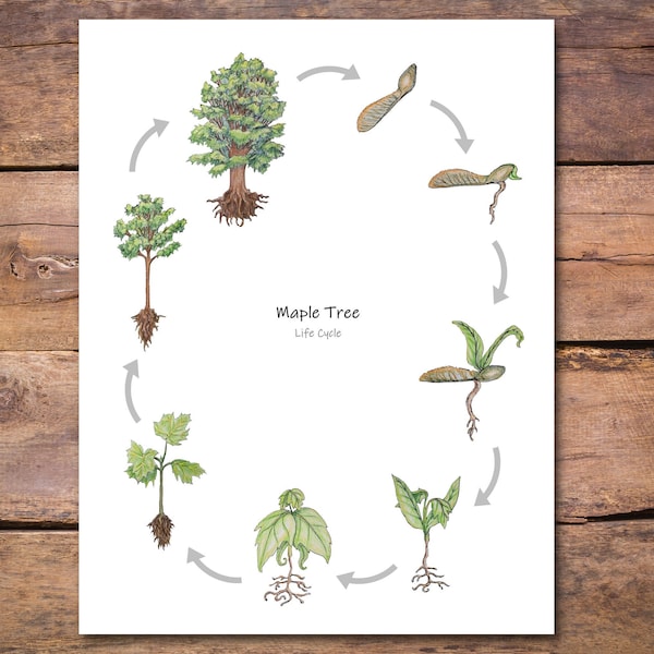 Maple Tree Life Cycle Poster: printable classroom poster, homeschool decor, biology wall art, nature study, forest school, elementary school