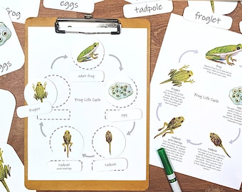 Frog Life Cycle Mini Study: metamorphosis, life cycle diagrams, frog and tadpole , nature study, homeschool unit, science lesson plan