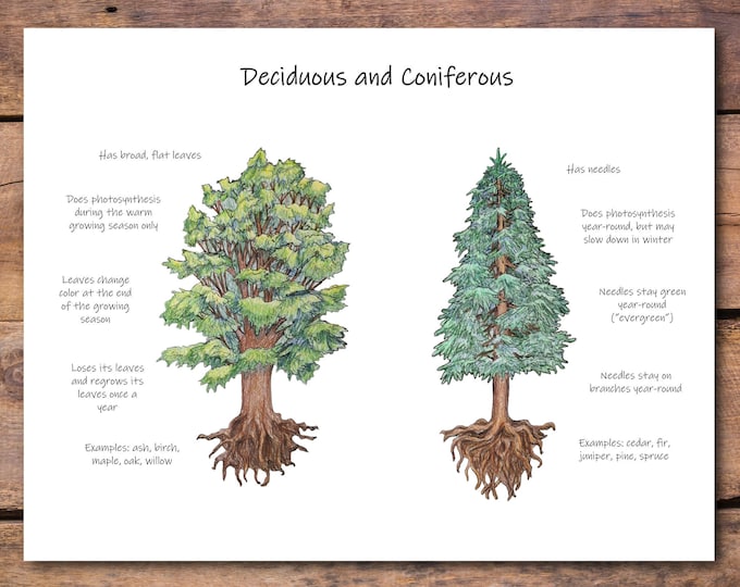 Conifer Vs Deciduous Trees: Printable Classroom Poster for Tree ...