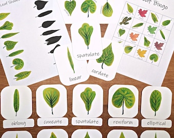 Leaf Shapes Mini Study: learn about types of leaves! Forest school, homeschool lesson, nature study, elementary school, Montessori school