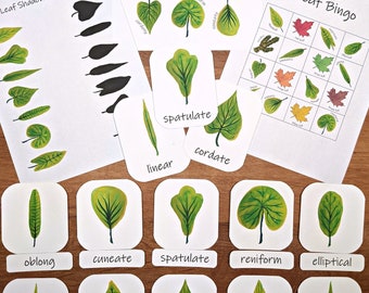 Leaf Shapes Mini Study: Nature Study Printable (PDF)