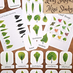 May include: A set of colorful flashcards featuring different leaf shapes, including elliptical, lanceolate, cordate, spatulate, and reniform. The cards are labeled with the corresponding leaf shape names. The set also includes a leaf shadow matching activity and a leaf bingo game.