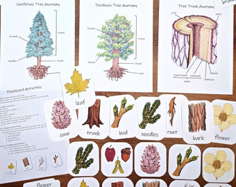 Tree Anatomy Mini Study: printable classroom posters, parts of a tree flashcards, deciduous and coniferous, tree trunk diagrams