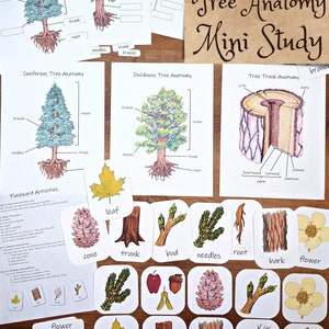 Tree Anatomy Mini Study: printable classroom posters, parts of a tree flashcards, deciduous and coniferous, tree trunk diagrams