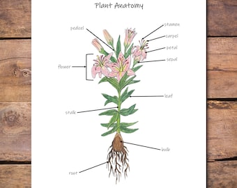 Plant Anatomy Poster: Detailed Diagram of Flower Parts for Science  Classrooms and Homeschool