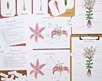 Plant Anatomy Mini Study: study the parts of a flower! Printable activity pack for kids
