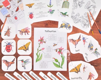 Pollination Mini Study: activities, classroom posters, and three-part cards! Nature study, homeschool science, pollinators lesson