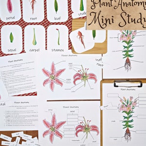 Plant Anatomy Mini Study: study the parts of a flower! Botany activity pack for kids, nature study, homeschool lessons, science curriculum