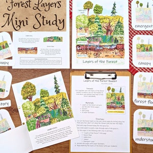Forest Canopy Mini Study: layers of the forest lesson plan, nature study, homeschool printables, classroom materials, forest school