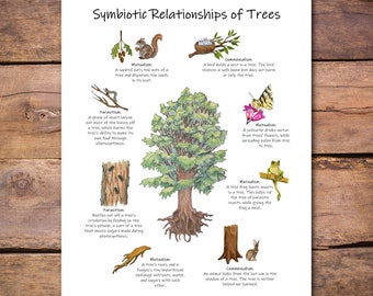 Symbiotic Relationships of Trees Poster: Forest Ecology (PDF Download)