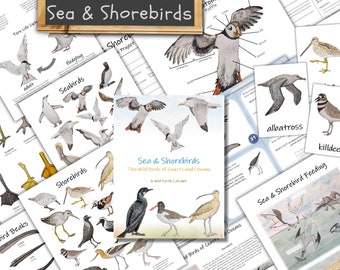 Sea & Shorebirds Unit: Bird Adaptations, Anatomy, Life Cycles (PDF Download)