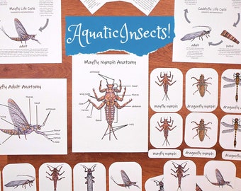 Aquatic Insects: Mini Study - homeschool ecology activities for the classroom and outdoor field trips!