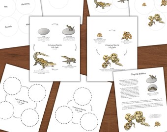 Reptile Life Cycles: oviparous and viviparous life cycle diagrams! Biology lesson plan, homeschool science activity, nature study