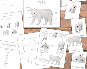Polar Bear Activity Pack, Preschool Winter Curriculum, Circle Time ...