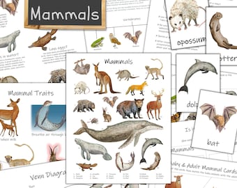 Mammal Unit: nature curriculum, homeschool science, nature study, elementary school, animal unit study, activities for kids, forest school