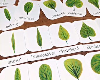 Leaf Shapes Montessori Cards: Watercolor Tree Leaves (PDF Download)