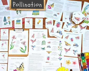 Pollination Unit: activities, lesson plan, and classroom materials! Nature study, homeschool, environmental science curriculum