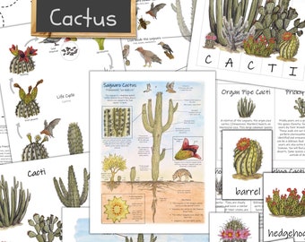 Cactus Unit: nature curriculum, homeschool science, nature study, elementary school, botany unit study, activities for kids, ecology