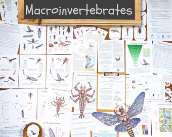 Aquatic Ecology: Macroinvertebrates Unit - lesson plan, classroom materials, homeschool unit study, science activities, nature study