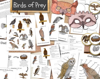 Birds of Prey: the ultimate raptors unit study! nature study, homeschool lesson, bird watching kids, bird unit study, backyard birds