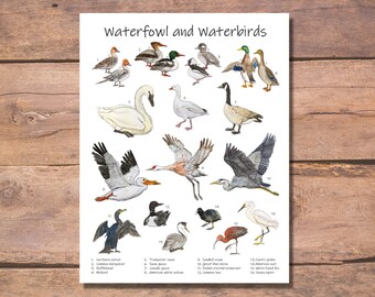 Waterbirds & Waterfowl Watercolor Art Print: Biology Classroom Decor (PDF)