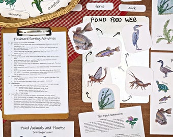 May include: Educational flashcards and sorting activities about pond life, featuring illustrations of plants, animals, and a food web diagram. Includes cards labeled "minnow," "crayfish," and "ferns."