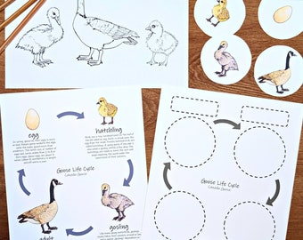 Goose Life Cycle Worksheets and Coloring Page: printables for classroom and homeschooling