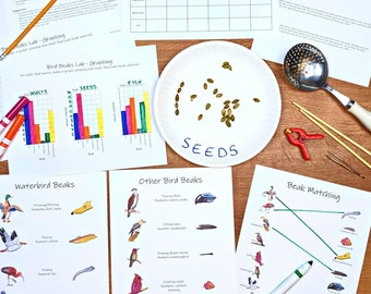 Bird Beak Adaptations Lab: a mini study on natural selection and competition! Nature study, biology curriculum, homeschool lesson