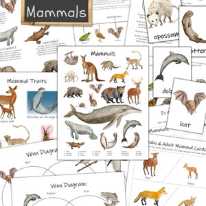 Mammal Unit: nature curriculum, homeschool science, nature study, elementary school, animal unit study, activities for kids, forest school