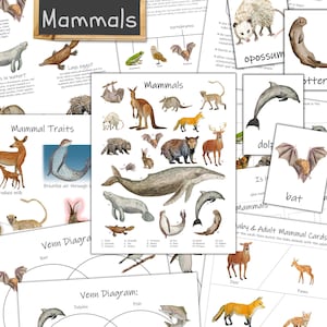 Mammal Unit: nature curriculum, homeschool science, nature study, elementary school, animal unit study, activities for kids, forest school