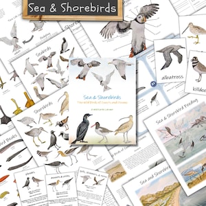 Sea & Shorebirds: study bird adaptations, life cycles, anatomy, + more! Unit study, science lesson, nature study, homeschool, bird watching