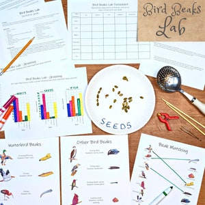 Bird Beak Adaptations Lab: a mini study on natural selection and competition! Nature study, biology curriculum, homeschool lesson