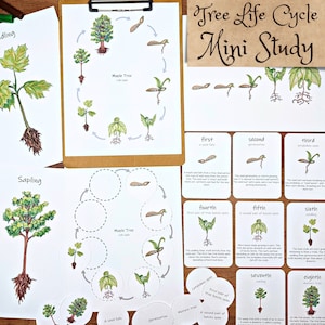 Könnte beinhalten: Lehrmaterialien, die den Lebenszyklus eines Ahornbaums veranschaulichen. Das Bild enthält einen Klemmbrett mit einem Diagramm, Karteikarten und Illustrationen von Setzlingen und Jungbäumen. Der Text "Tree Life Cycle Mini Study" ist sichtbar.