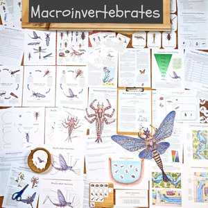 Aquatic Ecology: Macroinvertebrates Unit - lesson plan, classroom materials, homeschool unit study, science activities, nature study