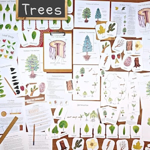 Trees Unit: HUGE tree printables collection, classroom posters, tree life cycle and anatomy, tree rings worksheets, leaf shapes, and more!