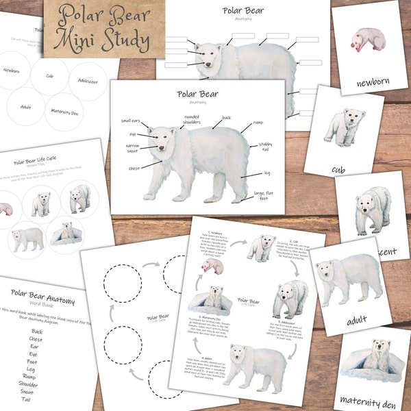 Polar Bear Mini Study: life cycle, anatomy diagrams, winter lesson plan, homeschool activities, nature study, wildlife unit study