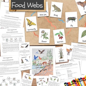 Food Webs Unit: build your own food chains! ecology unit study, science worksheets, homeschool lessons, nature study, forest school, biology