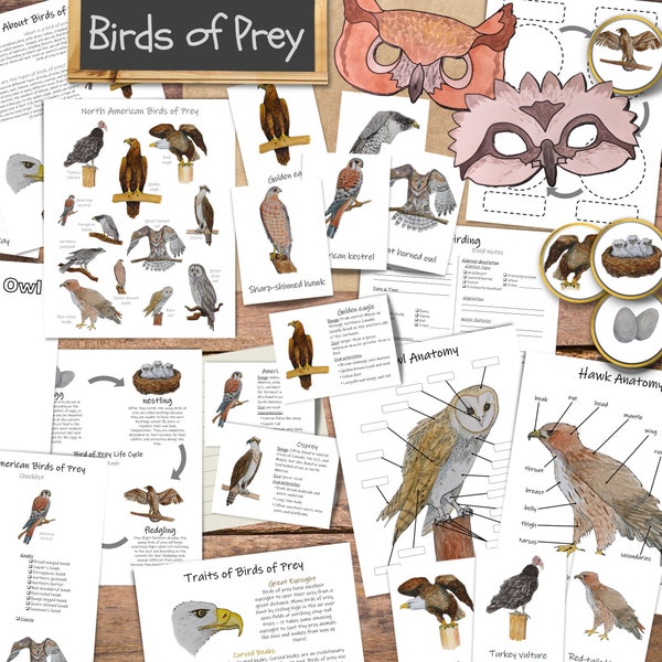 Birds of Prey: ¡el estudio de unidad de aves rapaces definitivo! estudio de la naturaleza, lección de educación en el hogar, observación de aves para niños, estudio de unidad de aves, aves de patio trasero