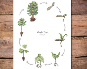 Maple Tree Life Cycle Poster: printable classroom poster, homeschool decor, biology wall art, nature study, forest school, elementary school