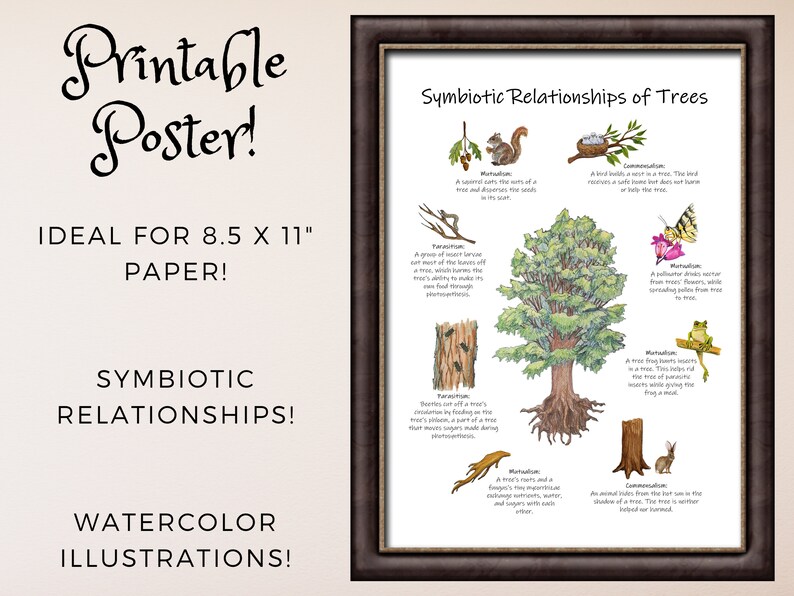 May include: A watercolor illustration of a tree with various symbiotic relationships, including squirrels, birds, insects, and a frog. The illustration is titled "Symbiotic Relationships of Trees" and includes descriptions of each relationship.