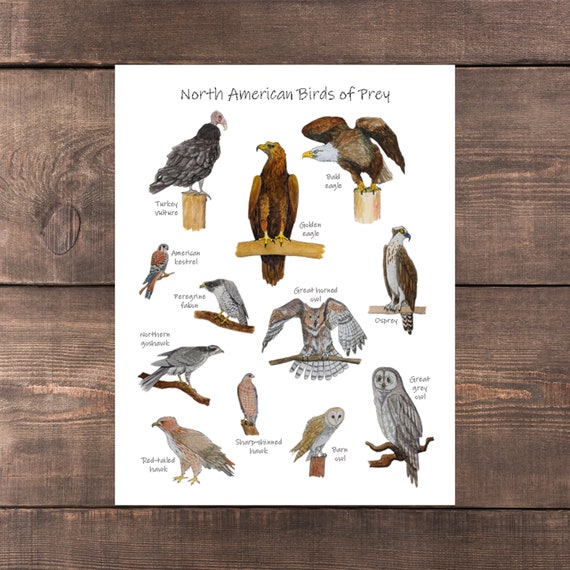 Birds of Prey Classroom Poster: Printable Watercolor Art Print | Etsy UK