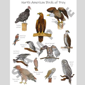 Birds of Prey Print: Classroom Poster, Homeschool Decor, Birding Gift ...
