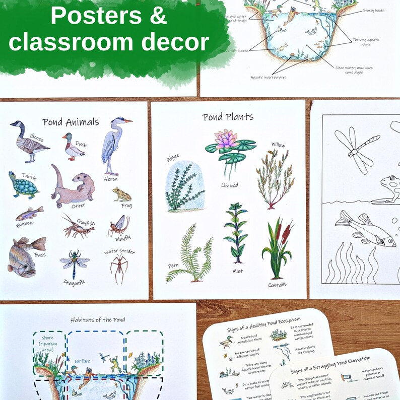 Pond Ecology Unit: HUGE collection of printable ecosystem learning materials, pond animals, pond food webs, assessing ecosystem health image 9