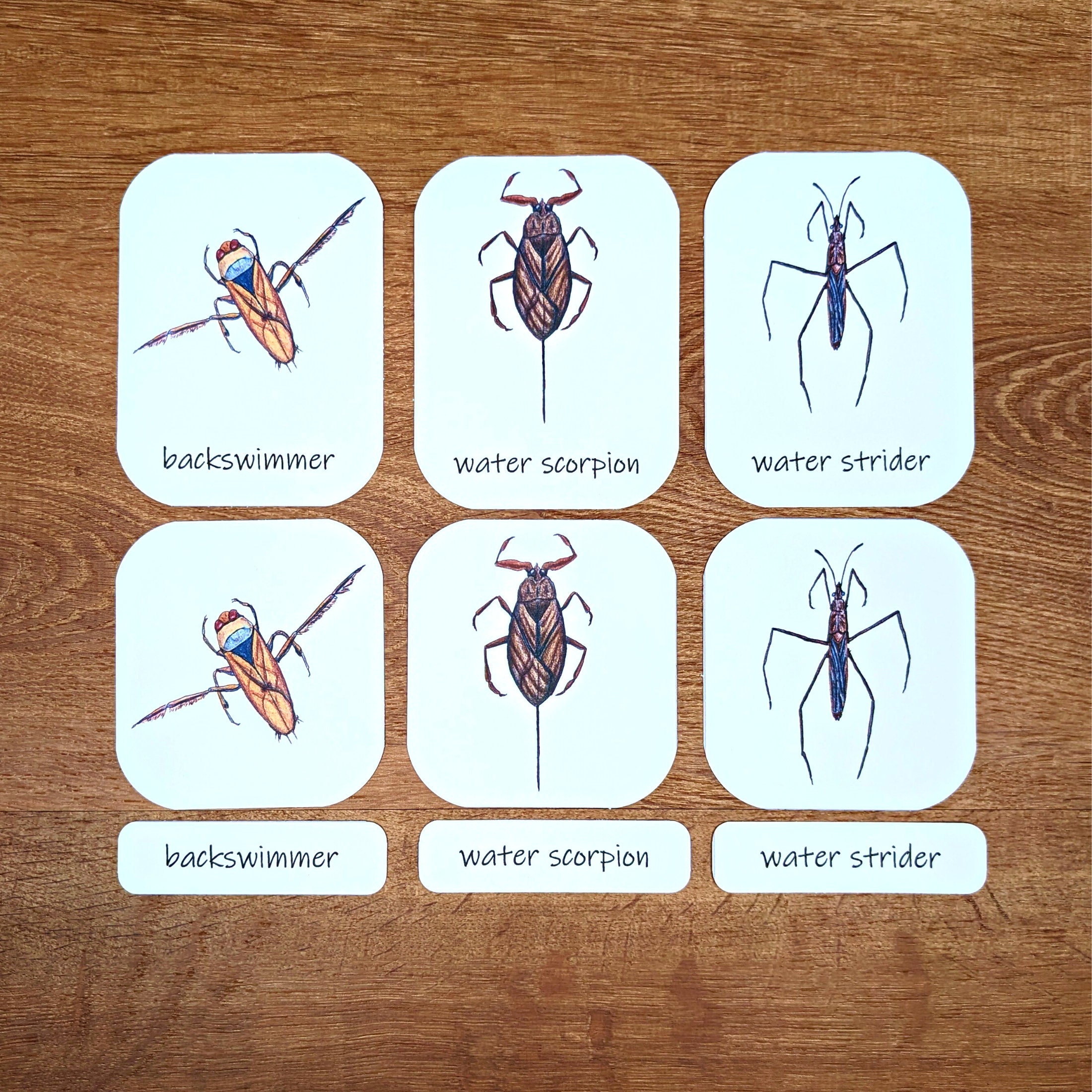 Aquatic Macroinvertebrates Three-part Cards: 23 Illustrated Flashcards ...