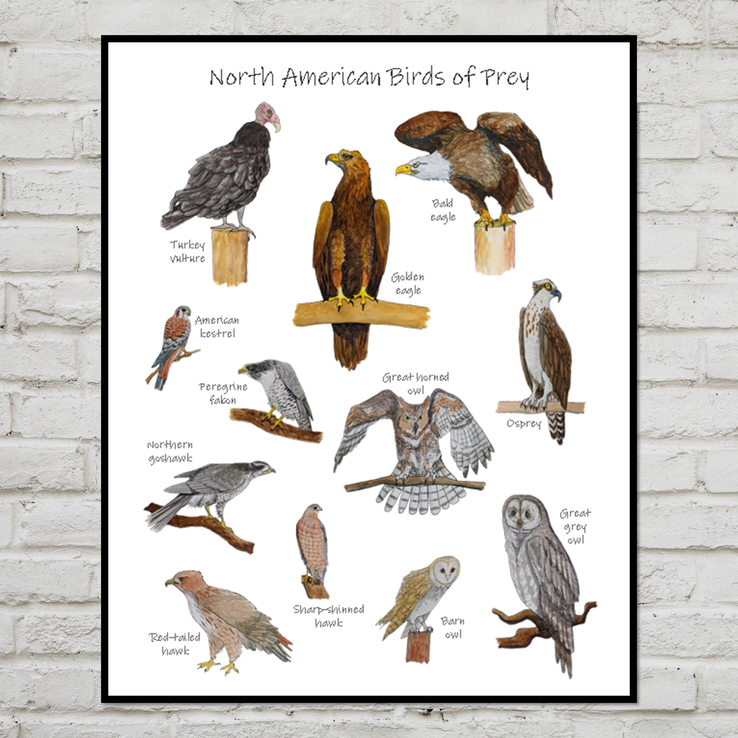 Outdoor Interpretive Sign: Birds of Prey, Guide, Bald Eagle, Osprey,  Red-tailed Hawk, Kestrel, Turkey Vulture, Great Horned Owl, in Birds of Prey  & Raptors Series: #081-2020-01F-16118 — Pulse Design Outdoor Interpretive  Signs