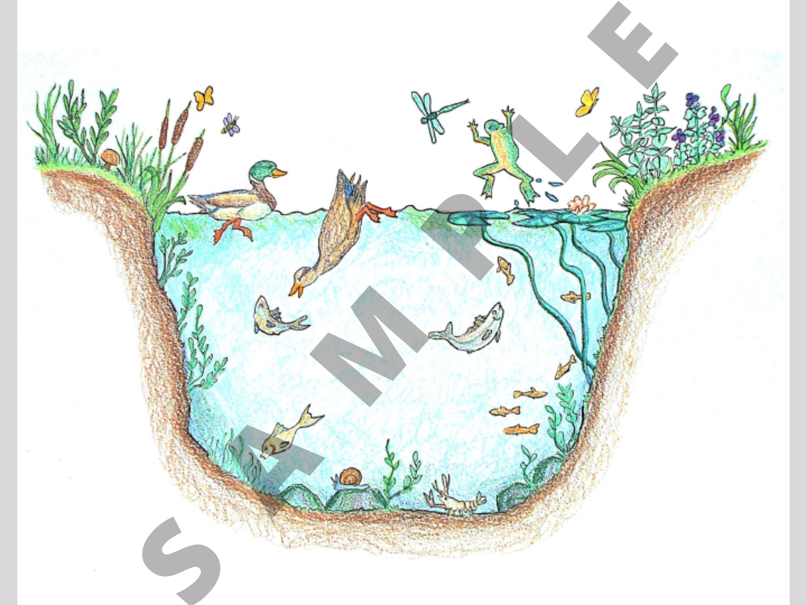 how to draw pond ecosystem/draw ecosystem of pond - YouTube