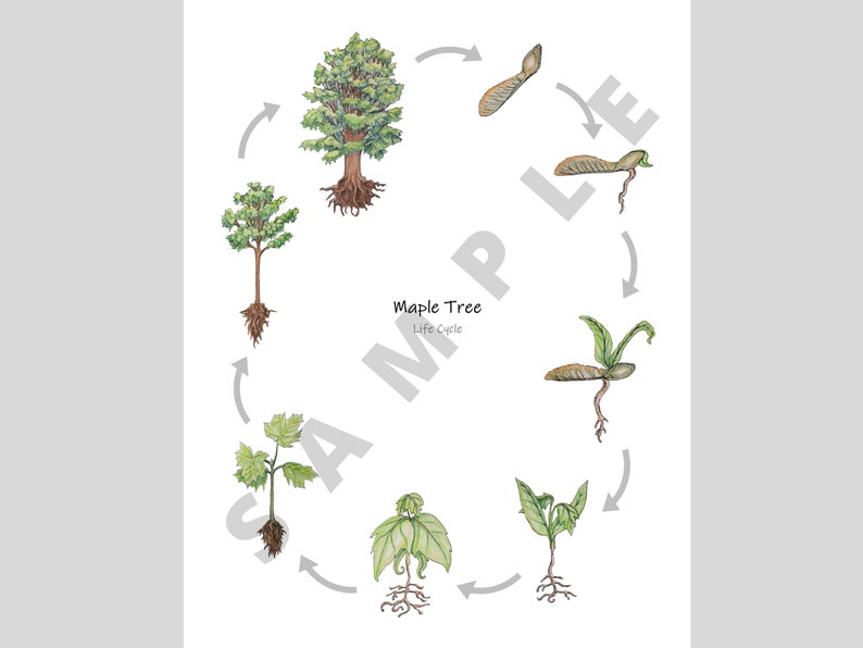 Maple Tree Life Cycle Poster Printable Classroom Poster Etsy Denmark